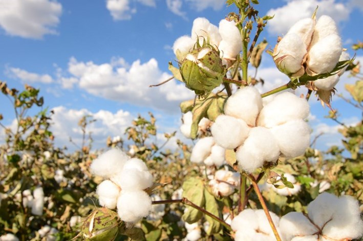 Organic cotton: on the progress 