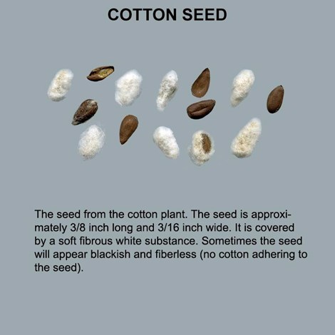 US Cotton seed